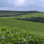 10 Must See Places in Kericho County.