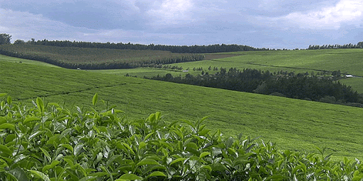 10 Must See Places in Kericho County.